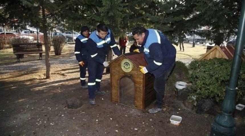 Odunpazarı Belediyesi Sokak Hayvanlarını Unutmadı