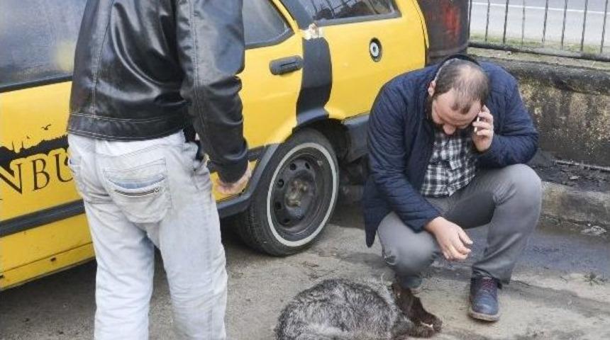 Tavuklarına Saldırdığı İddiasıyla K&ouml;peği T&uuml;fekle Vurarak &Ouml;ld&uuml;rd&uuml;