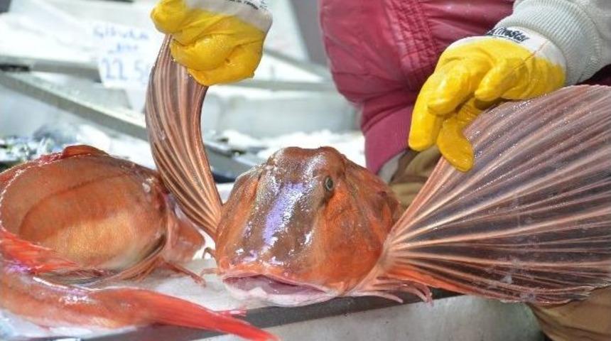 Kırlangı&ccedil; Balığı Tezgahları S&uuml;sl&uuml;yor