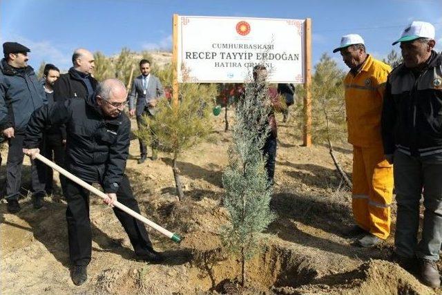 Mardin’de ’bereket Ormanlarına’ Fidan Dikildi