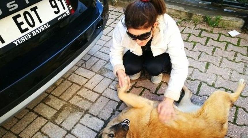 Kedi Ve K&ouml;peklerin "deniz" Annesi