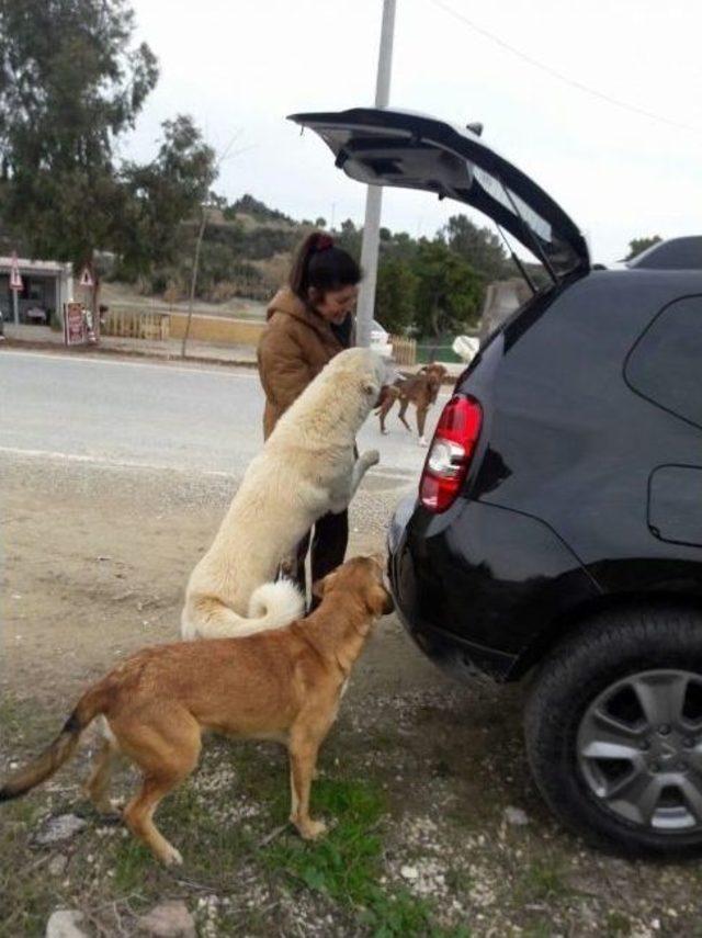 Kedi Ve Köpeklerin 