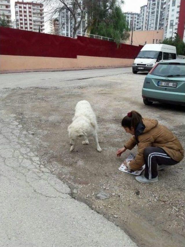 Kedi Ve Köpeklerin 