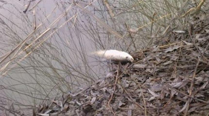 Eskişehir’de Toplu Balık Ölümleri