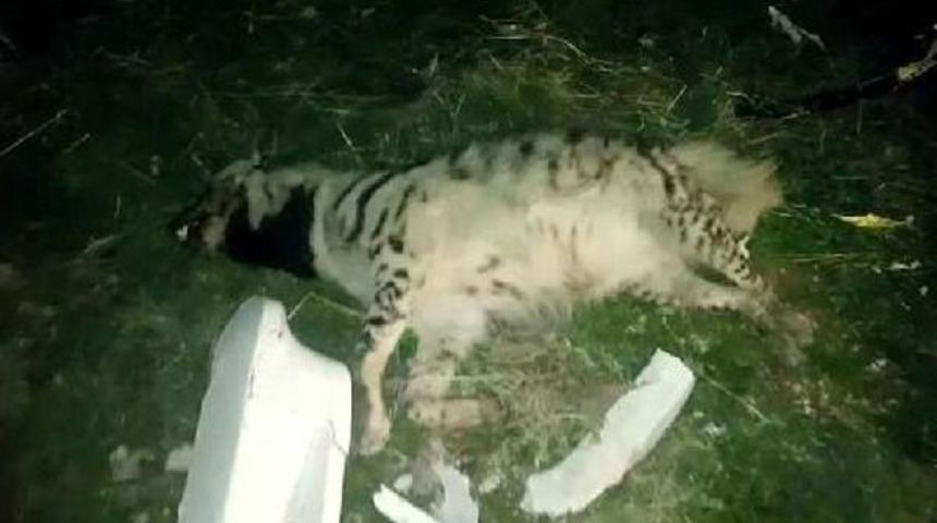 Birecik'te &Ccedil;izgili Sırtlan Kazada Telef Oldu