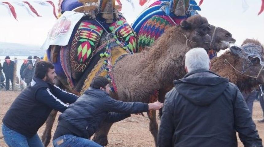 Lapseki&rsquo;de 7&rsquo;inci Geleneksel Deve G&uuml;reşleri Ger&ccedil;ekleştirildi