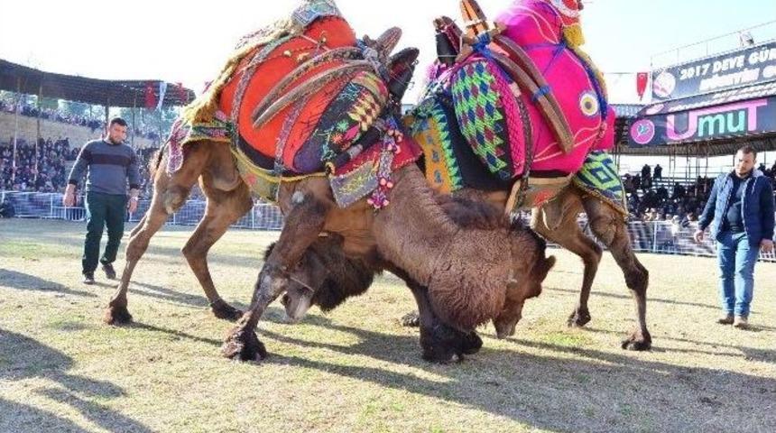 100 &Uuml;nl&uuml; G&uuml;reş Devesi Kapalı Spor Salonu İ&ccedil;in G&uuml;reşti