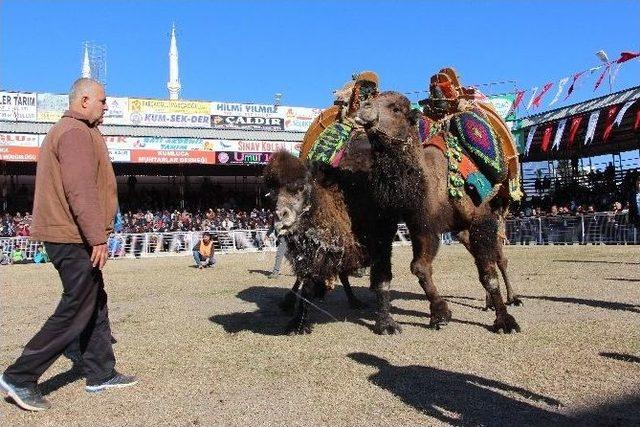 100 Ünlü Güreş Devesi Kapalı Spor Salonu İçin Güreşti