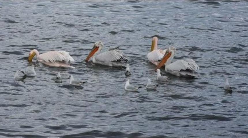 Pelikan D&uuml;ş&uuml;r&uuml;nce Martı Yiyor
