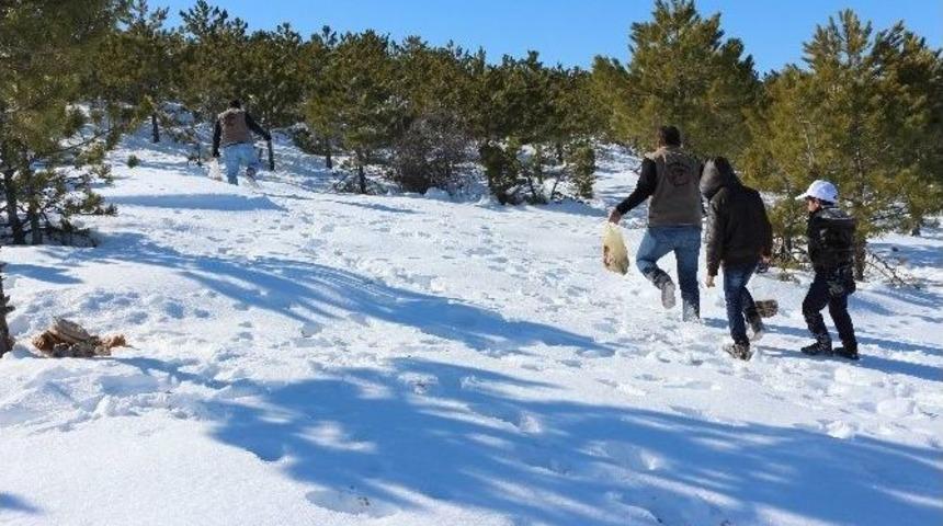 Yaban Hayatı İ&ccedil;in Yemleme &Ccedil;alışması Yapıldı