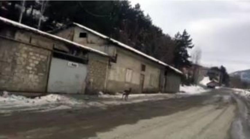 A&ccedil; Kalan Karaca Şehir Merkezine İndi