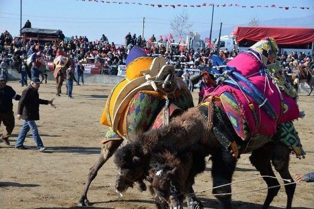 Başkan Çerçioğlu Atça Deve Güreşlerine Katıldı