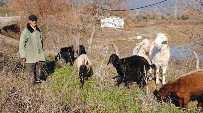Doğuda Kar, Aydın’da Bahar