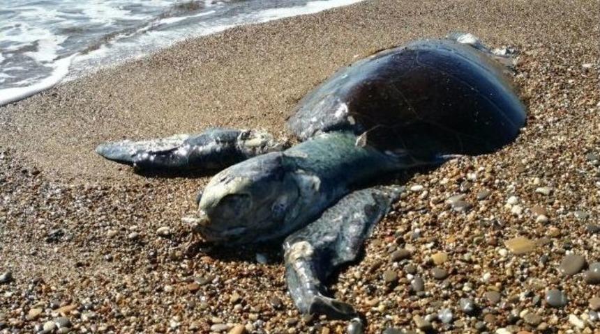 Antalya&rsquo;da Sahile Caretta Caretta &Ouml;l&uuml;s&uuml; Vurdu