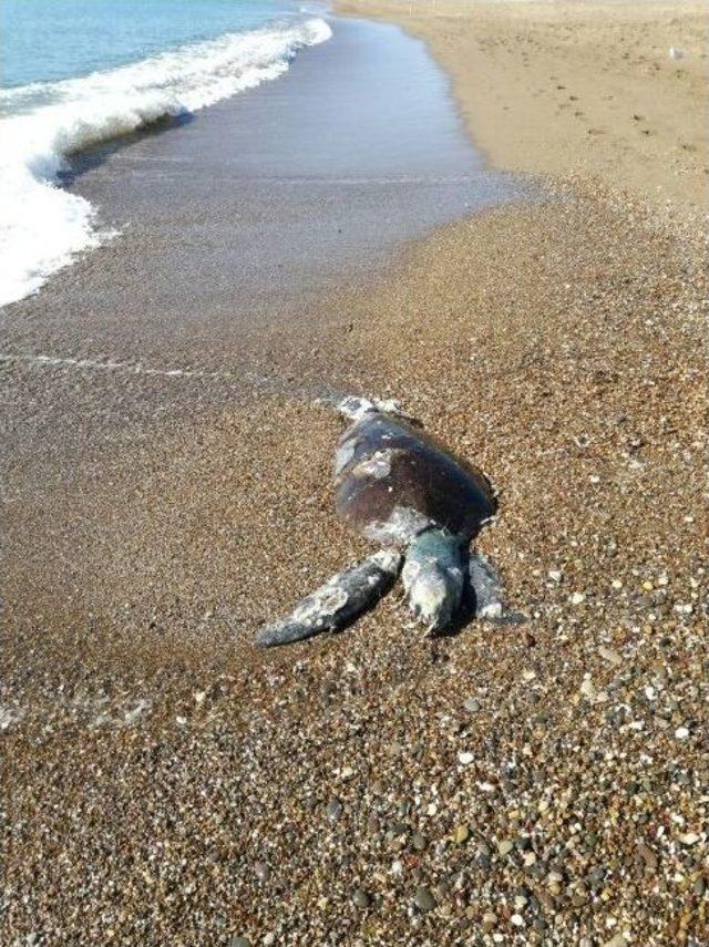 Antalya’da Sahile Caretta Caretta Ölüsü Vurdu