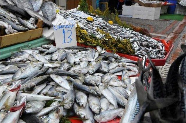 İstavritin Fiyatı Düştü, Çinekopa Gün Doğdu