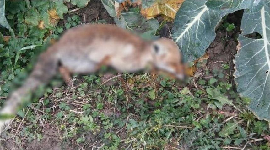 Bafra&rsquo;da 1 Haftada 9 K&ouml;pek, 1 Tilki &Ouml;l&uuml;s&uuml;ne Rastlandı