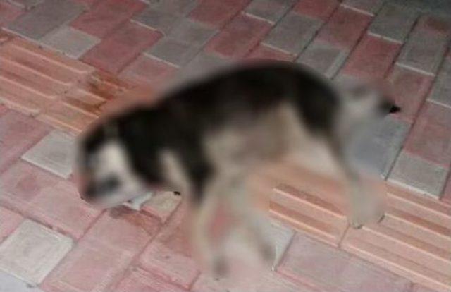 Bafra’da 1 Haftada 9 Köpek, 1 Tilki Ölüsüne Rastlandı