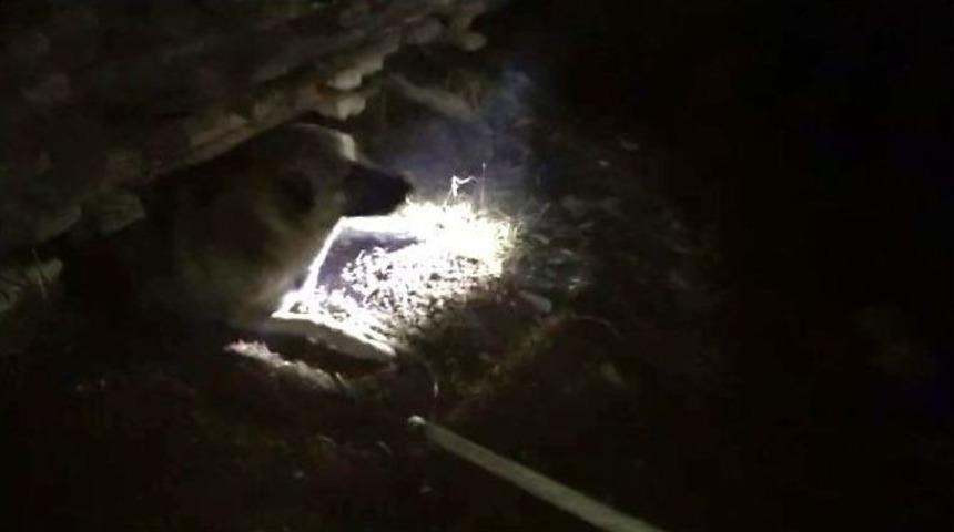 İnşaat Kalıplarının Arasında Sıkışan K&ouml;peği İtfaiye Ekipleri Kurtardı