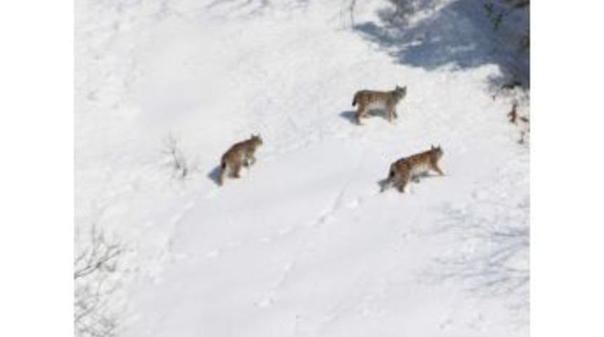 Bayburt&rsquo;ta Vaşak G&ouml;r&uuml;nt&uuml;lendi