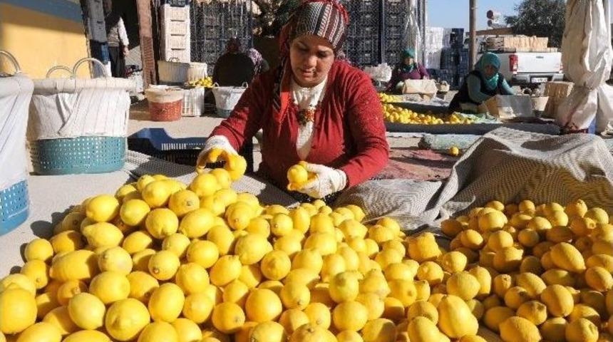 Ekşi Limon İhracatla Ekonomiyi Tatlandırdı