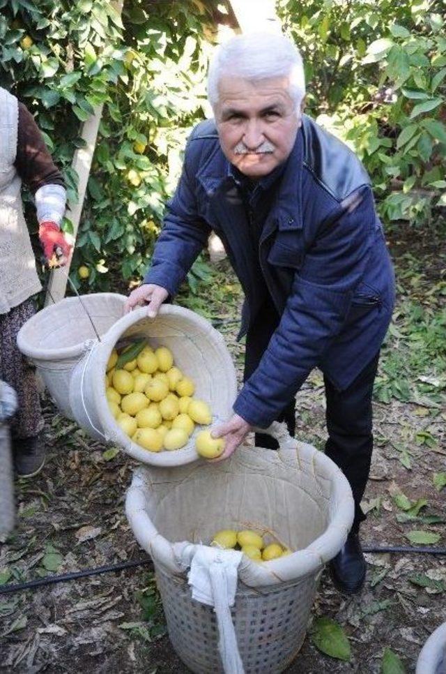 Ekşi Limon İhracatla Ekonomiyi Tatlandırdı