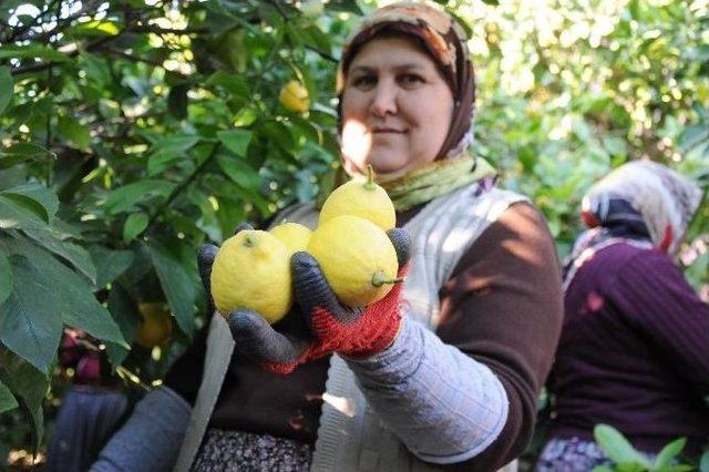 Ekşi Limon İhracatla Ekonomiyi Tatlandırdı