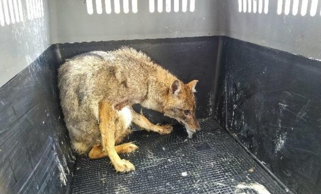 (&ouml;zel Haber) Tedavisi Biten Yaban Hayvanlar Doğaya Bırakıldı