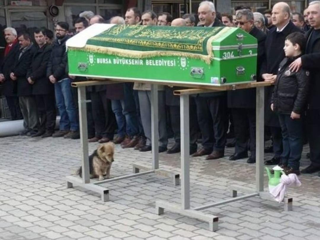 (&ouml;zel Haber) Vefakar K&ouml;pek, Her G&uuml;n &Ouml;len Sahibinin Mezarına Koşuyor