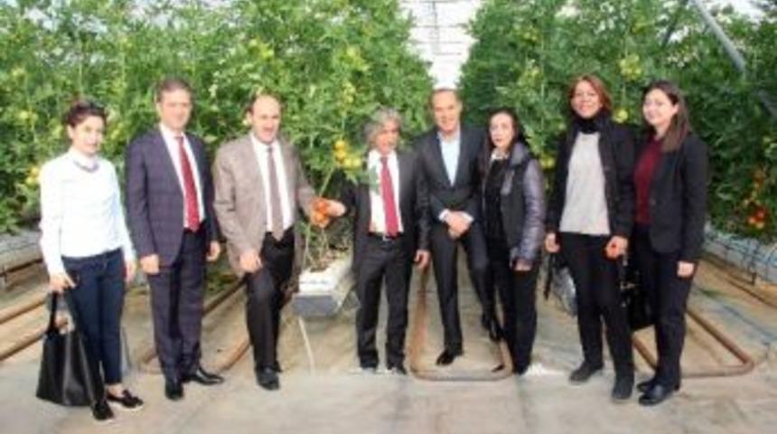 Adana&rsquo;da İlk Topraksız Domates Hasadı