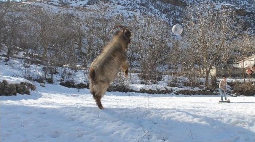 Futbol Oynayan Teke Şaşırtıyor