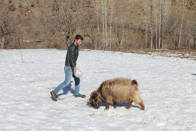 Futbol Oynayan Teke Şaşırtıyor