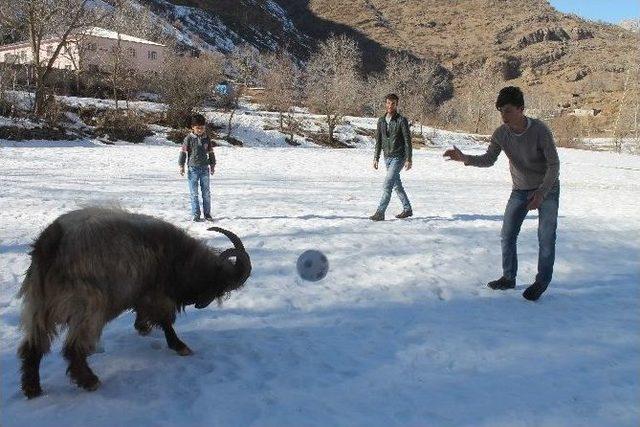 Futbol Oynayan Teke Şaşırtıyor