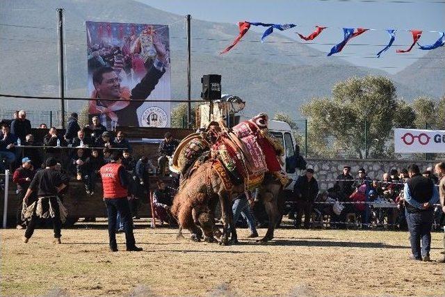 Milas’ta Develer Eğitim Yararına Güreşti