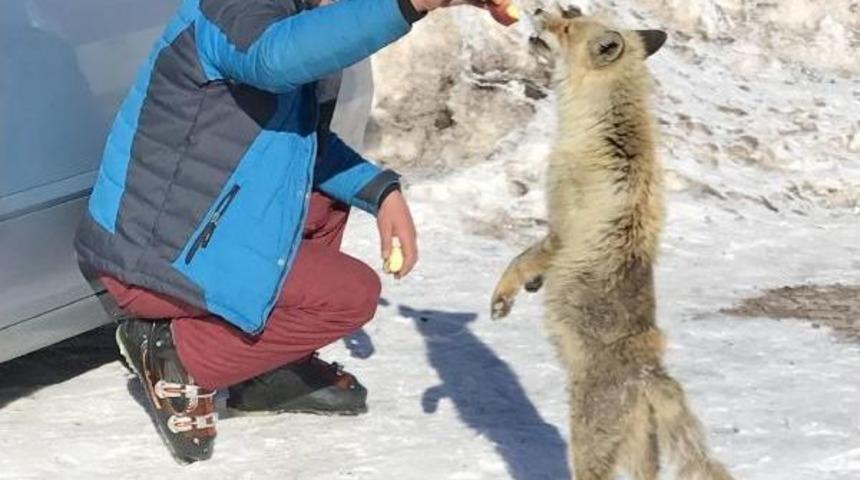 A&ccedil; Kalan Tilkiye Kayak&ccedil;ılar Doyurdu