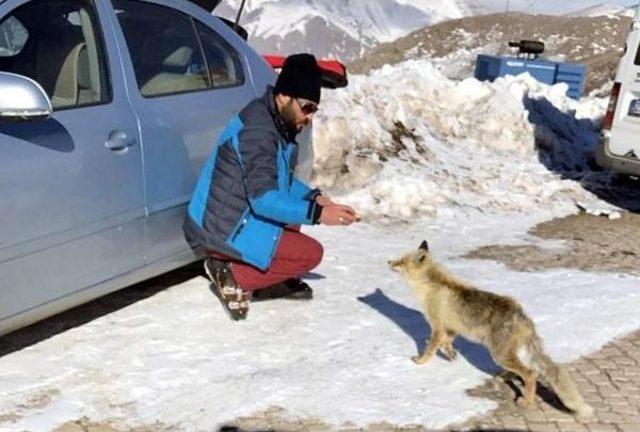 Aç Kalan Tilkiye Kayakçılar Doyurdu