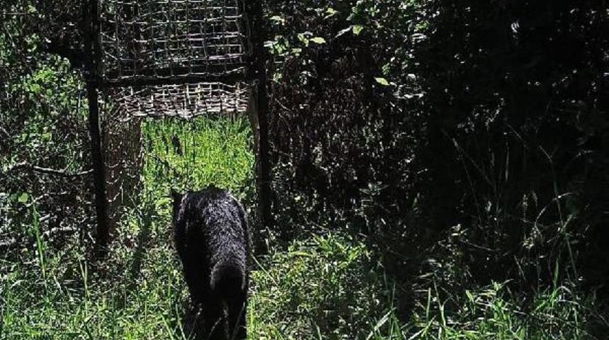 K&uuml;re Dağları Milli Parkı'nda Ilk Kez Siyah Yaban Kedisi G&ouml;r&uuml;nt&uuml;lendi