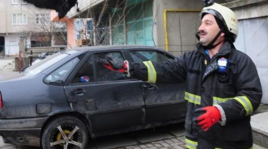 Kkiremitlerin Arasına Kanadı Sıkışan Kargayı Itfaiyeci Kurtardı