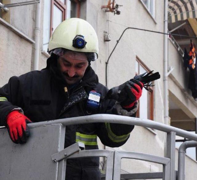 Kkiremitlerin Arasına Kanadı Sıkışan Kargayı Itfaiyeci Kurtardı