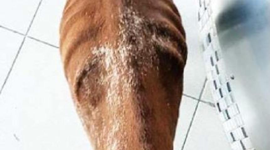 Ağaca Zincirlenen K&ouml;pek, A&ccedil;lıktan &Ouml;lmek &Uuml;zereyken Bulundu