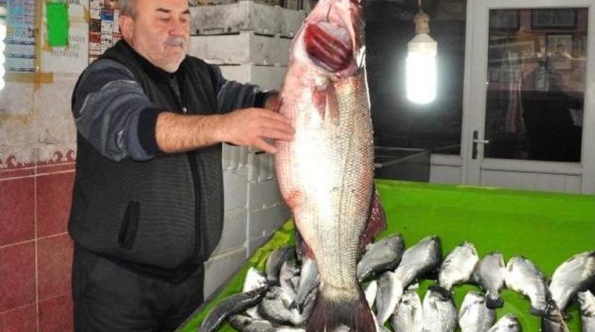 15 Kiloluk Levrekler Tezgahta