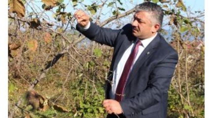 &Uuml;reticilere Tarım Sigortası &Ccedil;ağrısı