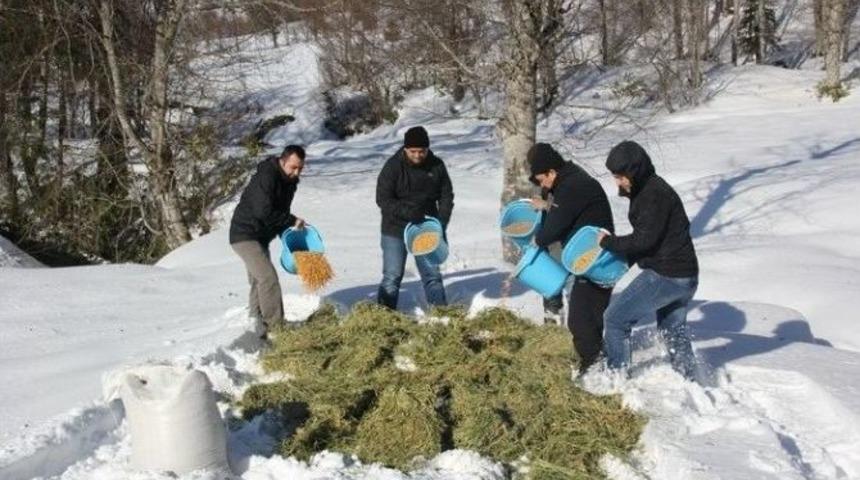 Yığılca&rsquo;da Yaban Hayatına Yaşam Desteği