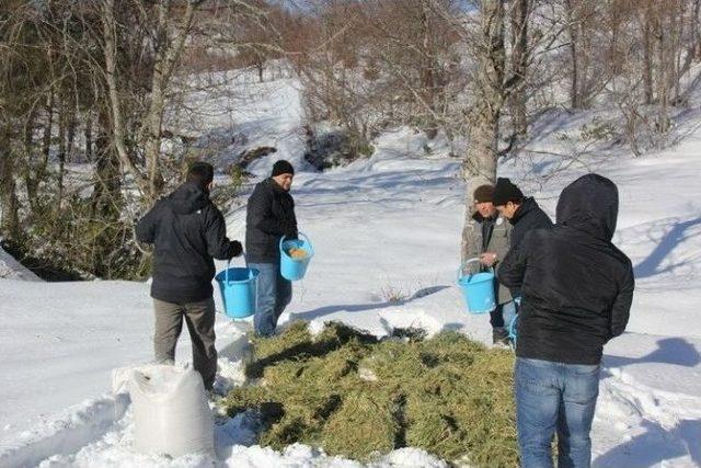 Yığılca’da Yaban Hayatına Yaşam Desteği