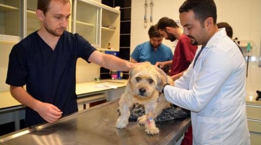 11 Yaşındaki K&ouml;peğe Bel Fıtığı Ameliyatı