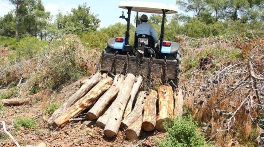 Adana&rsquo;dan 1 Milyon Metrek&uuml;p Odun Hammaddesi