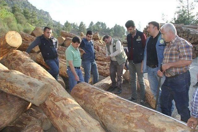 Adana’dan 1 Milyon Metreküp Odun Hammaddesi