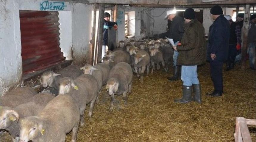 Tekirdağ B&uuml;y&uuml;kşehir Belediyesi&rsquo;nden Hayvancılığa Destek