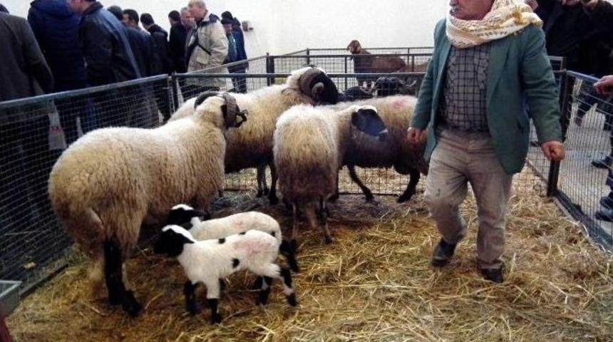 Aydınlı &Ccedil;ift&ccedil;iler İzmir Tarım Fuarını Ziyaret Etti