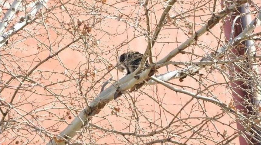 Ağa&ccedil;ta Mahsur Kalan Kediyi İtfaiye Kurtardı